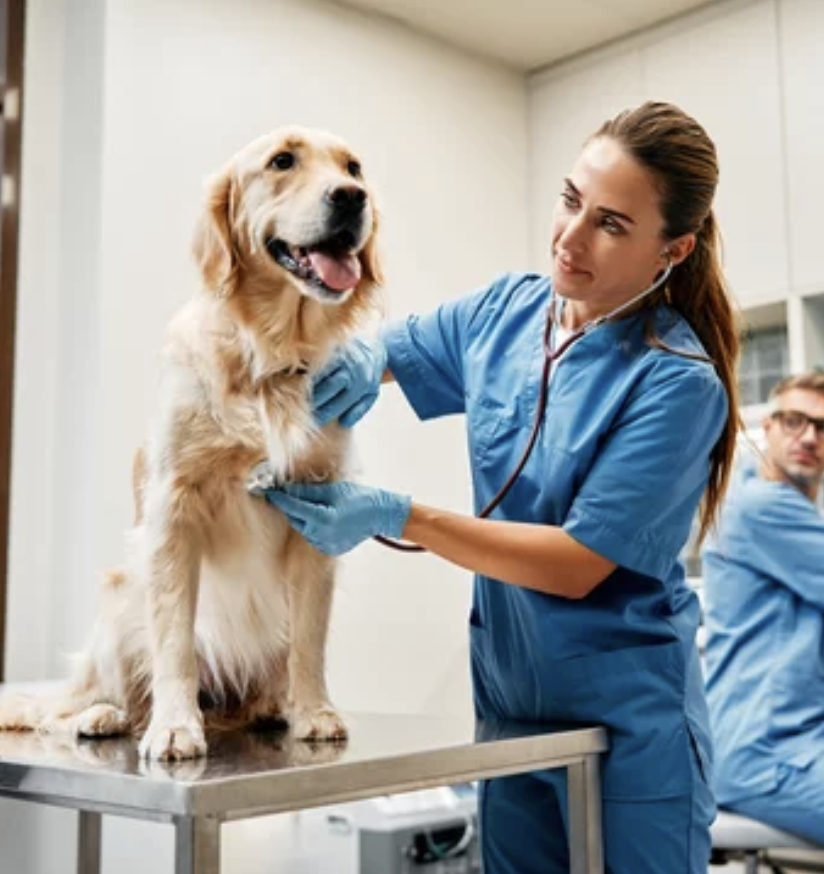 Symbolic image: veterinary medicines